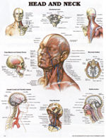Head and Neck