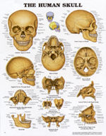 The Human Skull