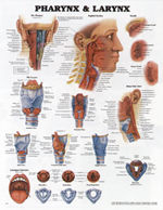 Pharynx and Larynx