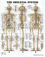 The Skeletal System
