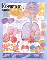 Blueprint for Health: Your Respiratory System