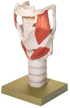Functional Larynx Model