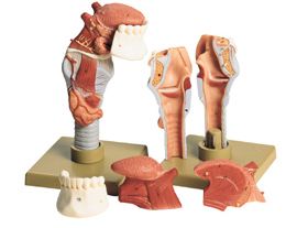 Pharynx and Larynx